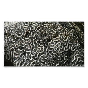 Foto abstrata da natureza Coral Preto e Branco II