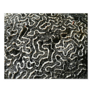 Foto abstrata da natureza Coral Preto e Branco II