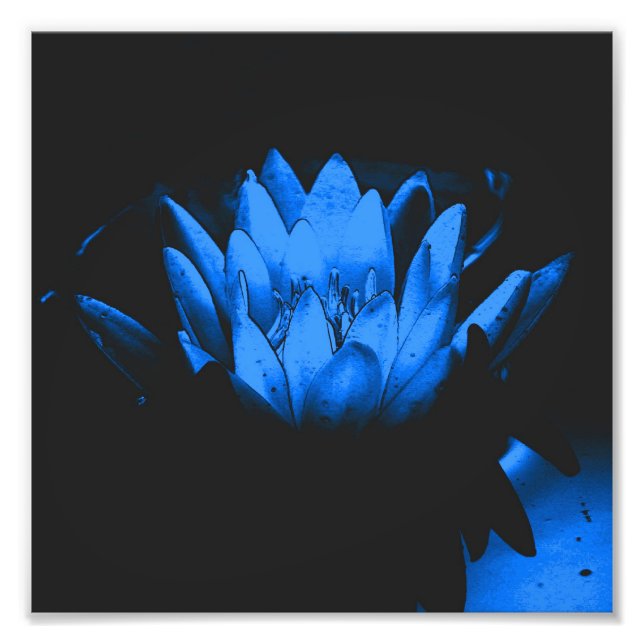 Foto Abstrato 8x8 da Lily Lotus de Água Azul (Frente)