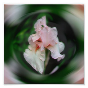 Foto Abstrato de Flor Iris Rosa, Art 8x8