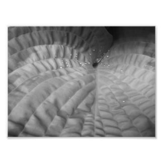 Foto Abstrato de folha e Waterdrops-B&W