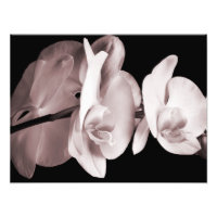 Abstrato de Fundo Preto da Orquídea Branca