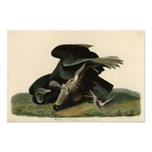 Foto Abutre Negro, das Aves da América de Audubon (Frente)