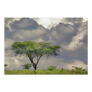 Foto Acácia-tortilis, Acacia tortilis, e 2