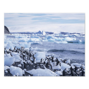 Foto Adeliae do Pygoscelis dos pinguins de Adelie)