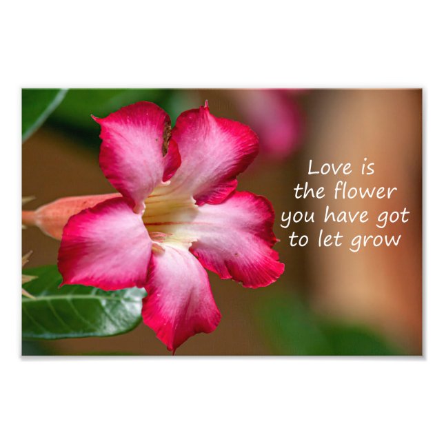 Foto Adenium Obesum, flor rosa, também conhecida por Ro (Frente)