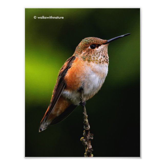 Foto Adorável Rufous Hummingbird no Branch (Frente)