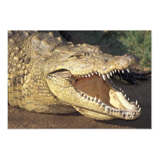 Foto África, África do Sul crocodilo-do-nilo (Frente)