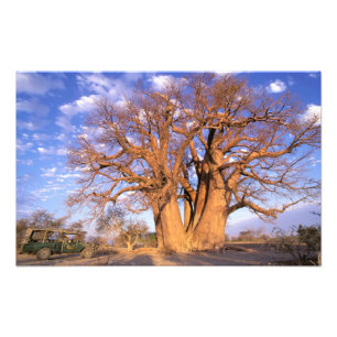Foto África, Botsuana, Delta do Okavango. Baobá