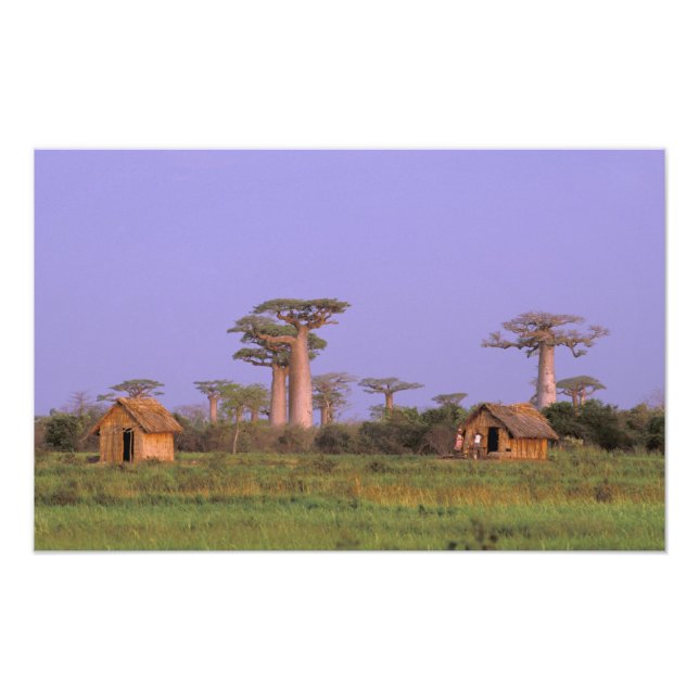 Foto África, Madagascar, Morondava. Baobás (Frente)