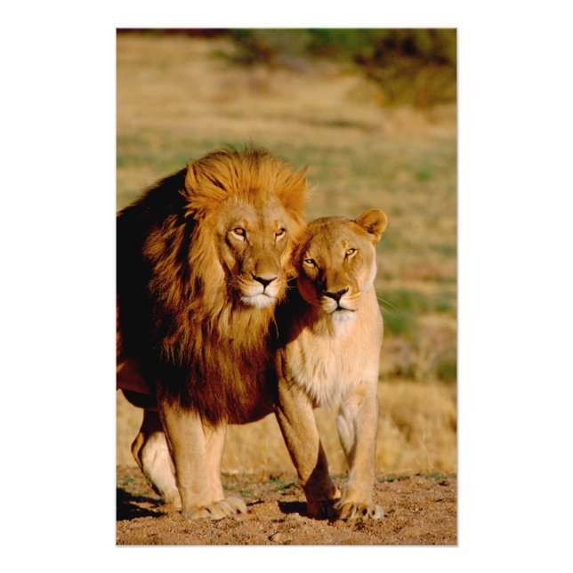 Foto África, Namíbia, Okonjima. Leão & leoa (Frente)