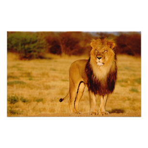 Foto África, Namíbia, Okonjima. Leão macho solitário