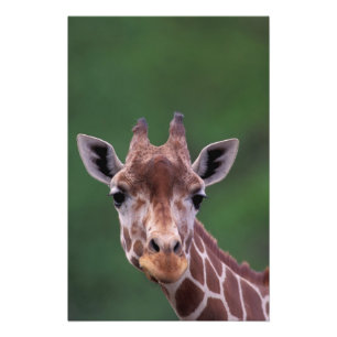 Foto África, Quênia, Impala Ranch. Reticulada