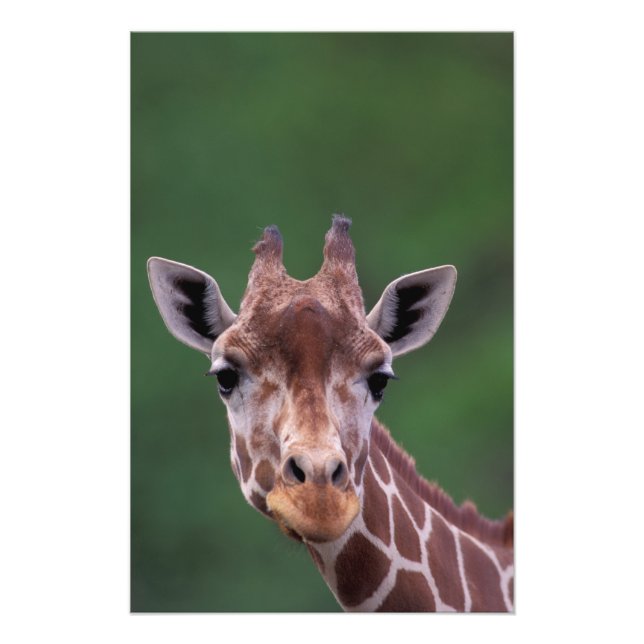 Foto África, Quênia, Rancho Impala. Reticulado (Frente)