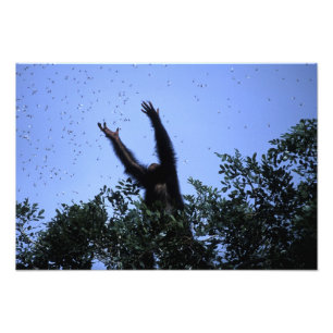 Foto África, Tanzânia, Glitter alcança voando