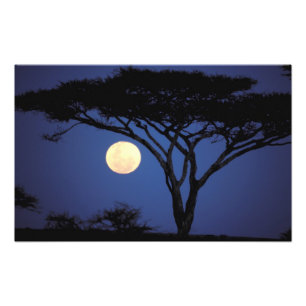 Foto África, Tanzânia, Tarangire. Acacia tree in