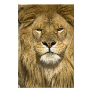 Foto African Barbary Lion, Panthera leo leo, um dos