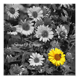 Foto African Daisies Seletive Color Wall Art Impressão