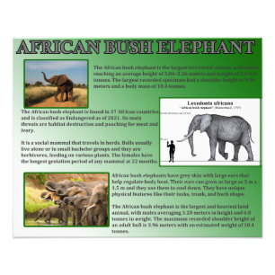 Foto Afro-Bush Elephant