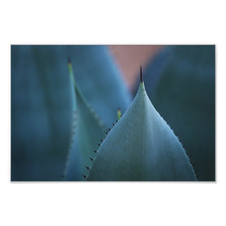Foto Agave cactus