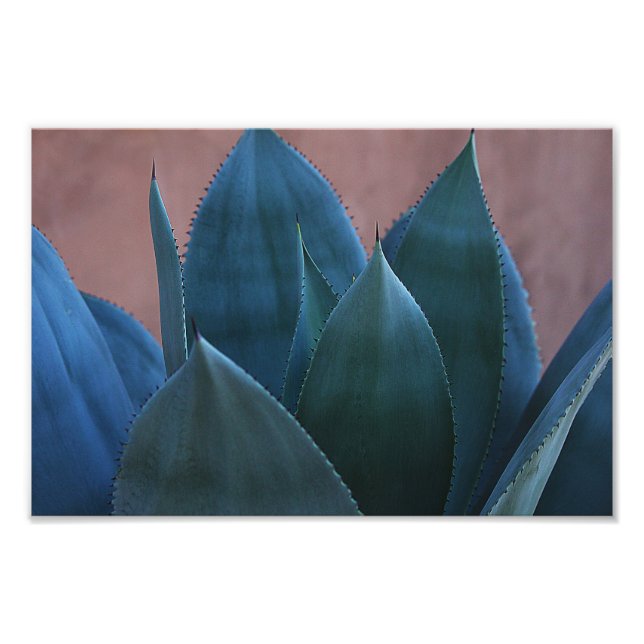 Foto Agave cactus 02 (Frente)