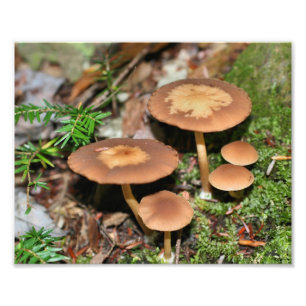 Foto Agrupamento de Cogumelo Marrom Selvagem 8x10