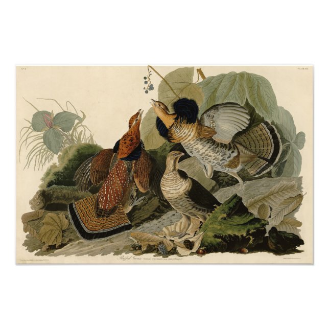 Foto Agrupamento Rachado - das Aves da América de Audub (Frente)