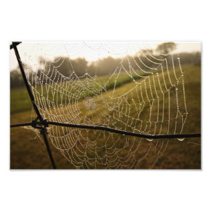 Foto Água cai na teia aranha