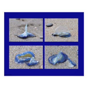 Foto Água-viva 20X16