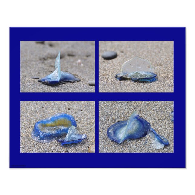 Foto Água-viva 20X16 (Frente)