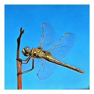 Foto Aguente Lá, Dragonfly Artística