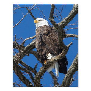 Foto Águia americana