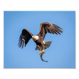 Foto águia americana 10x8 com um peixe