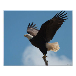 Foto águia americana 16X20 que toma o vôo!
