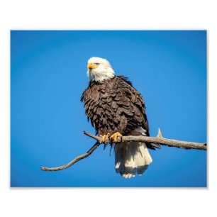 Foto Águia americana em um ramo de árvore