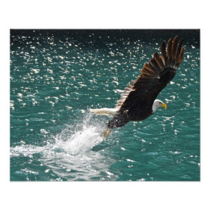 Foto Águia americana que trava um peixe