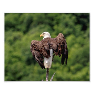 Foto Águia Bald 10x8 em uma ramificação