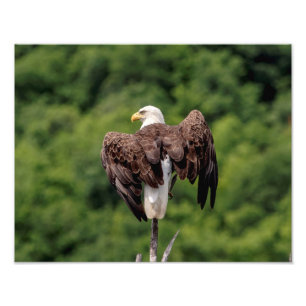 Foto Águia Bald 11x14 em uma ramificação