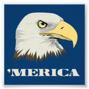 Foto Águia Bald Americana Para A Merica