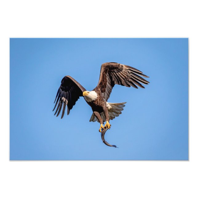 Foto Águia Balda 19x13 com um peixe (Frente)