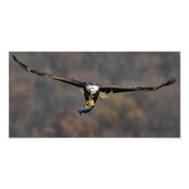 Foto Águia Cálida com Peixe