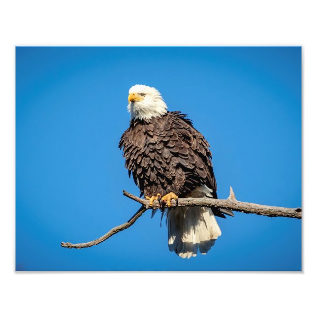 Foto Águia-careca em um galho de árvore (Frente)