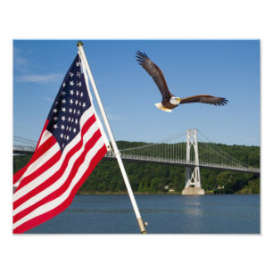 Foto Águia-careca (Orgulho Americano)