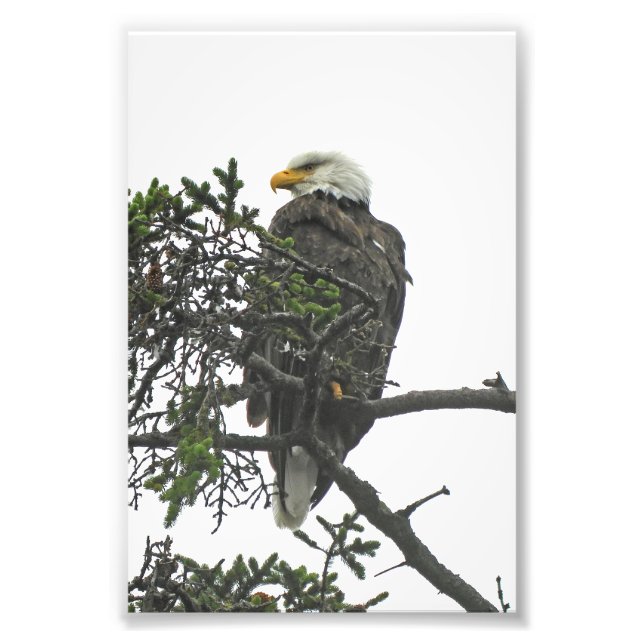 Foto Águia fotográfica 4x6 (Frente)