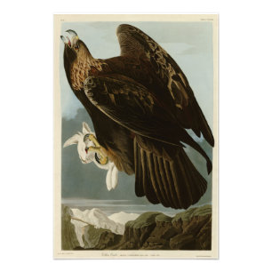Foto Águia ouro das Aves da América de Audubon