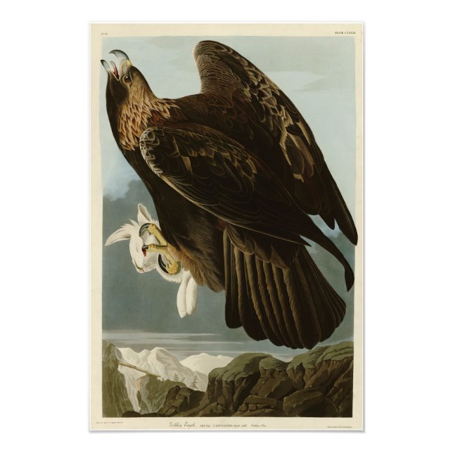 Foto Águia ouro das Aves da América de Audubon (Frente)