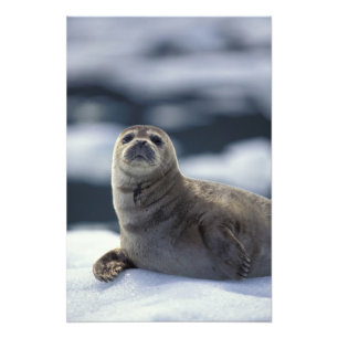 Foto Alasca, região sudeste Foca-harbor no gelo
