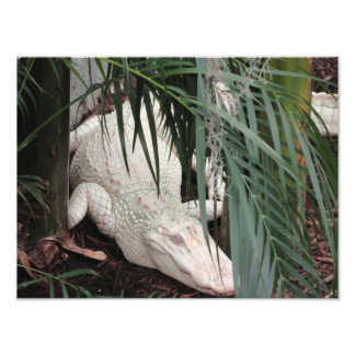 Foto Albino Alligator
