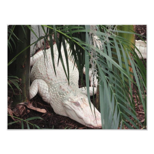Foto Albino Alligator (Frente)
