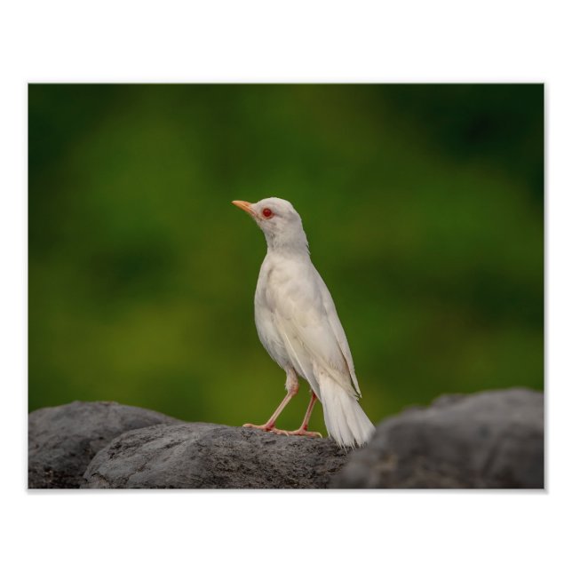 Foto Albino Robin em Crown Point 14x11 (Frente)